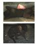Page: - 61 | Aperture