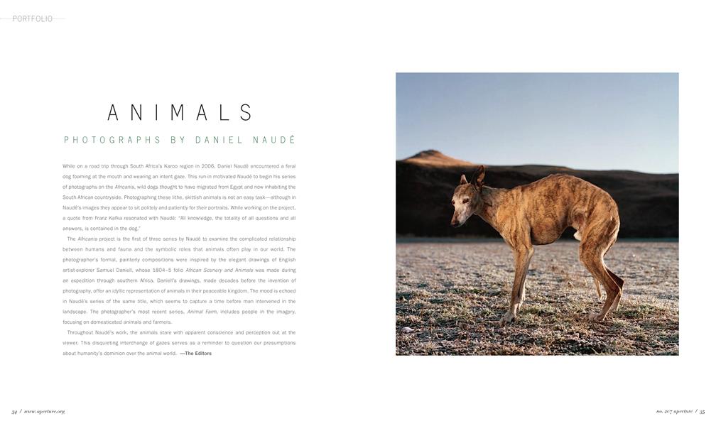 Animals: Photographs By Daniel Naudé 